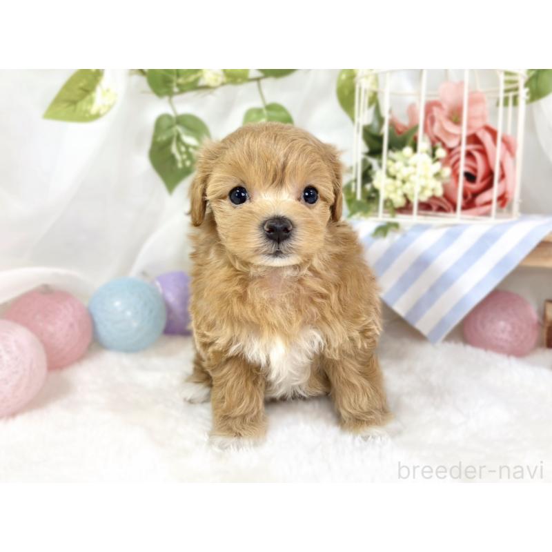 販売中の滋賀県のマルプー:マルチーズ×トイプードル-433783の4枚目