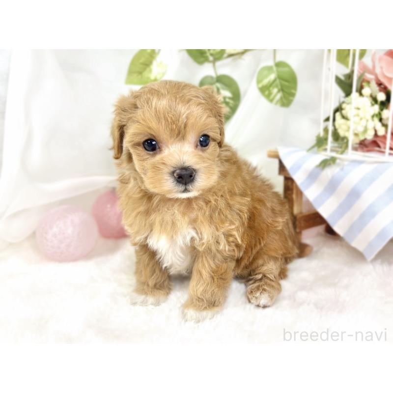 販売中の滋賀県のマルプー:マルチーズ×トイプードル-433783の3枚目