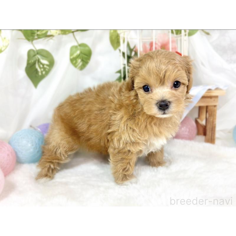 販売中の滋賀県のマルプー:マルチーズ×トイプードル-433783の2枚目