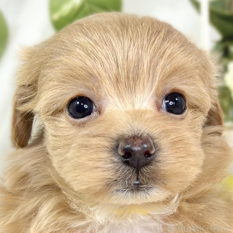 販売中の滋賀県のマルプー:マルチーズ×トイプードル-433784