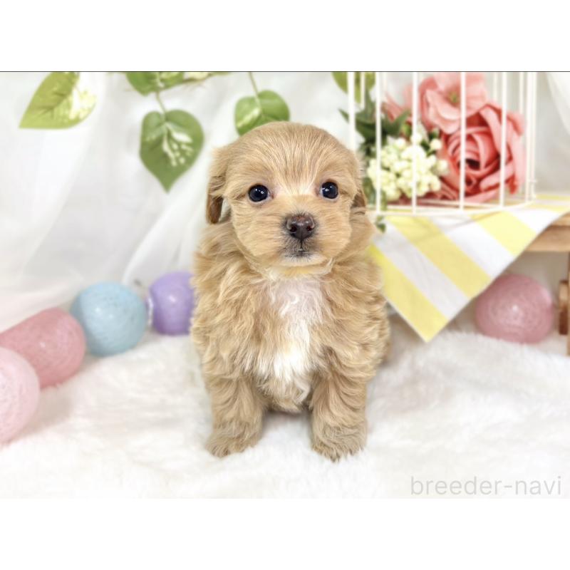 販売中の滋賀県のマルプー:マルチーズ×トイプードル-433784の4枚目