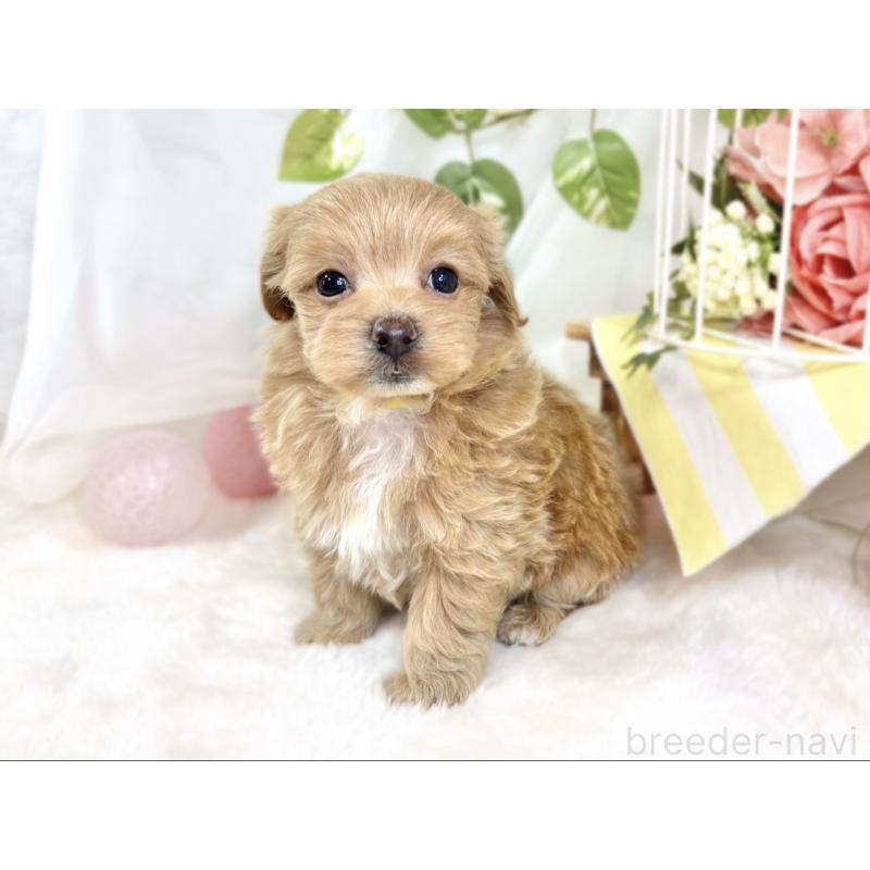 販売中の滋賀県のマルプー:マルチーズ×トイプードル-433784の3枚目