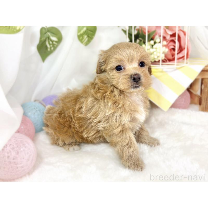 販売中の滋賀県のマルプー:マルチーズ×トイプードル-433784の2枚目