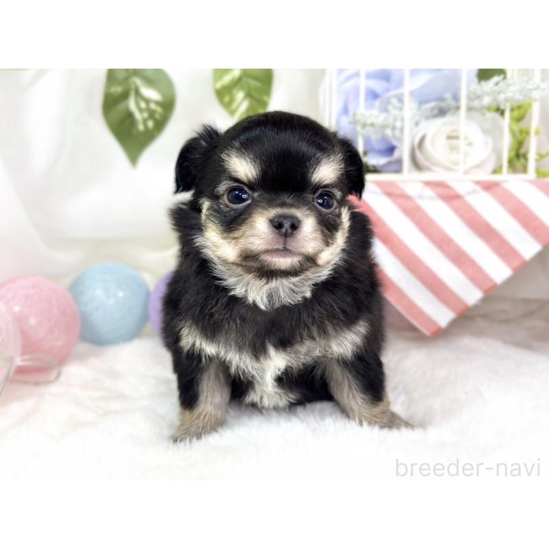 販売中の滋賀県のチワワ(ロングコート)-433785の4枚目