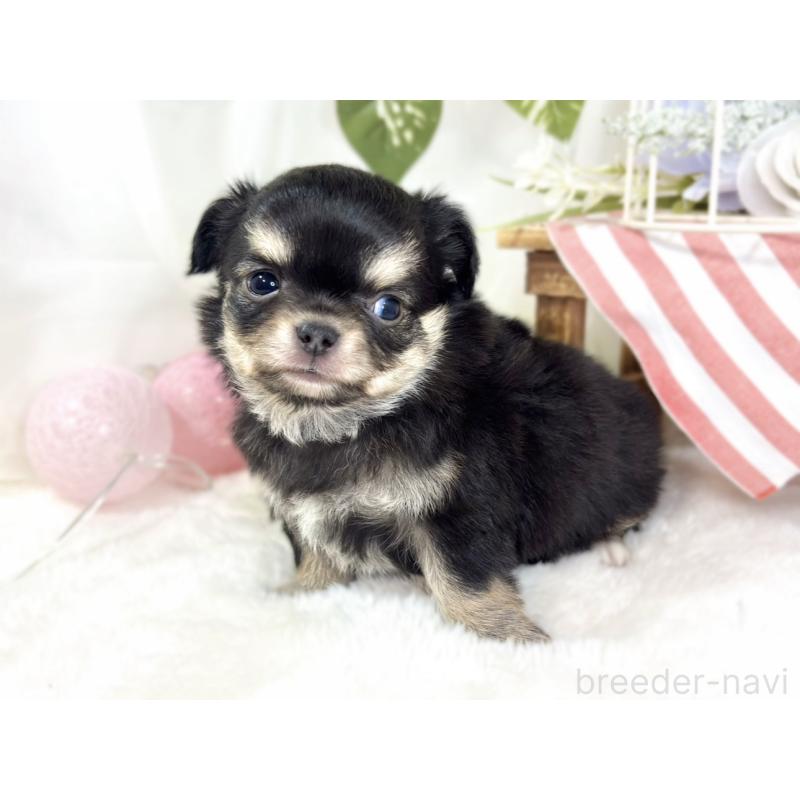 販売中の滋賀県のチワワ(ロングコート)-433785の3枚目