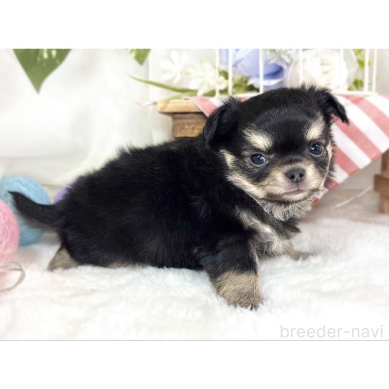 販売中の滋賀県のチワワ(ロングコート)-433785の2枚目