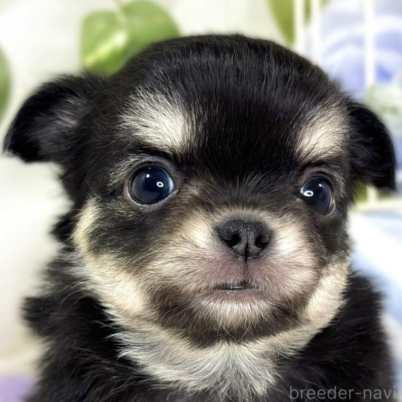 販売中の滋賀県のチワワ(ロングコート)-433786