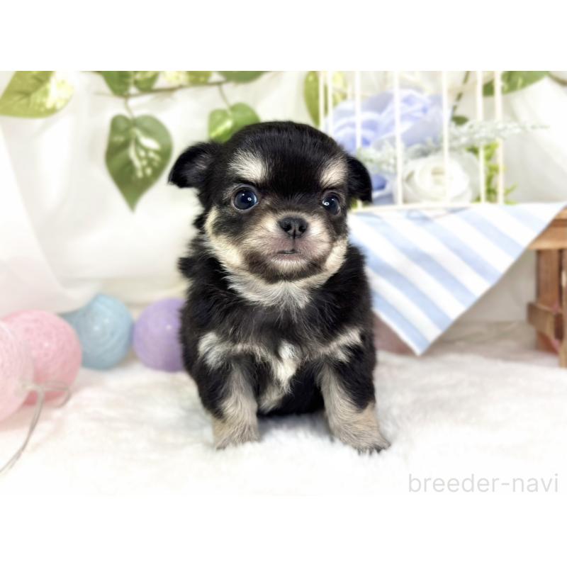 販売中の滋賀県のチワワ(ロングコート)-433786の4枚目