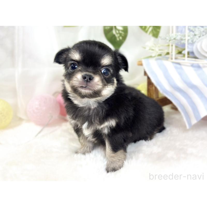 販売中の滋賀県のチワワ(ロングコート)-433786の3枚目