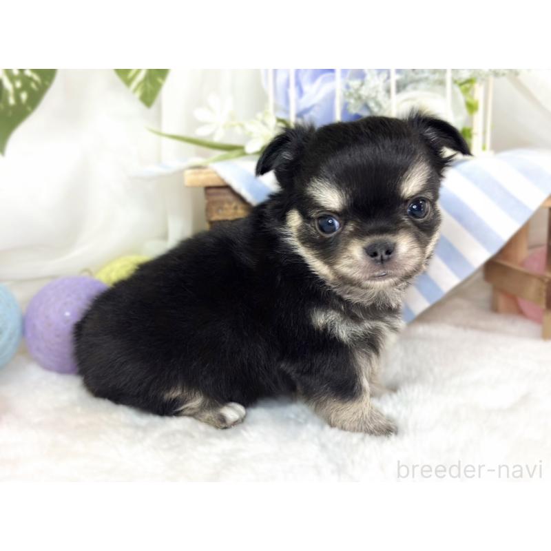 販売中の滋賀県のチワワ(ロングコート)-433786の2枚目