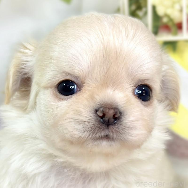 販売中の滋賀県のチワワ(ロングコート)-433787の1枚目