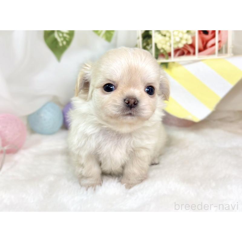 販売中の滋賀県のチワワ(ロングコート)-433787の4枚目