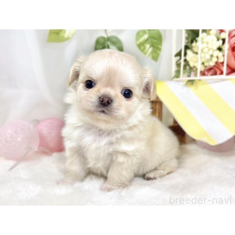 販売中の滋賀県のチワワ(ロングコート)-433787の3枚目