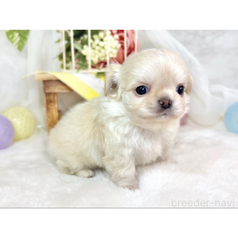 販売中の滋賀県のチワワ(ロングコート)-433787の2枚目