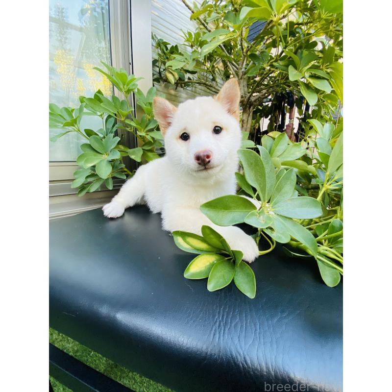 販売中の千葉県の豆柴-428704