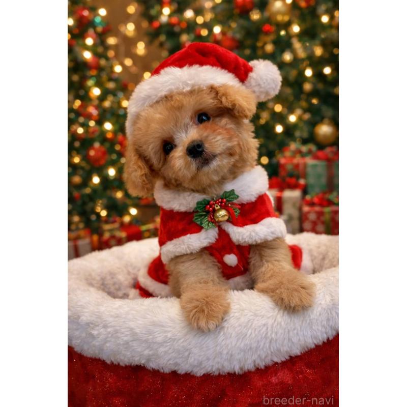 販売中の北海道のチワプー:チワワ×トイプードル-431570