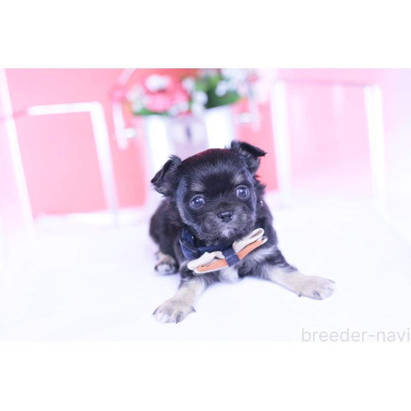 販売中の愛知県のチワワ(ロングコート)-433790の11枚目