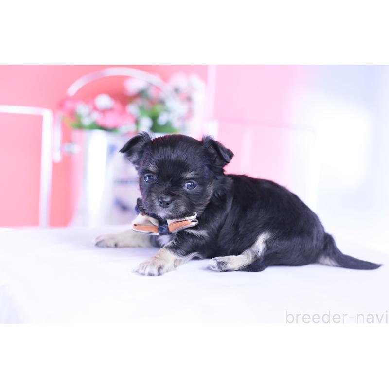 販売中の愛知県のチワワ(ロングコート)-433790の9枚目