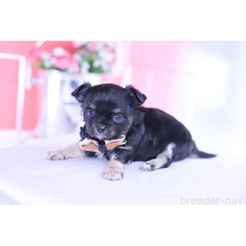 販売中の愛知県のチワワ(ロングコート)-433790の8枚目