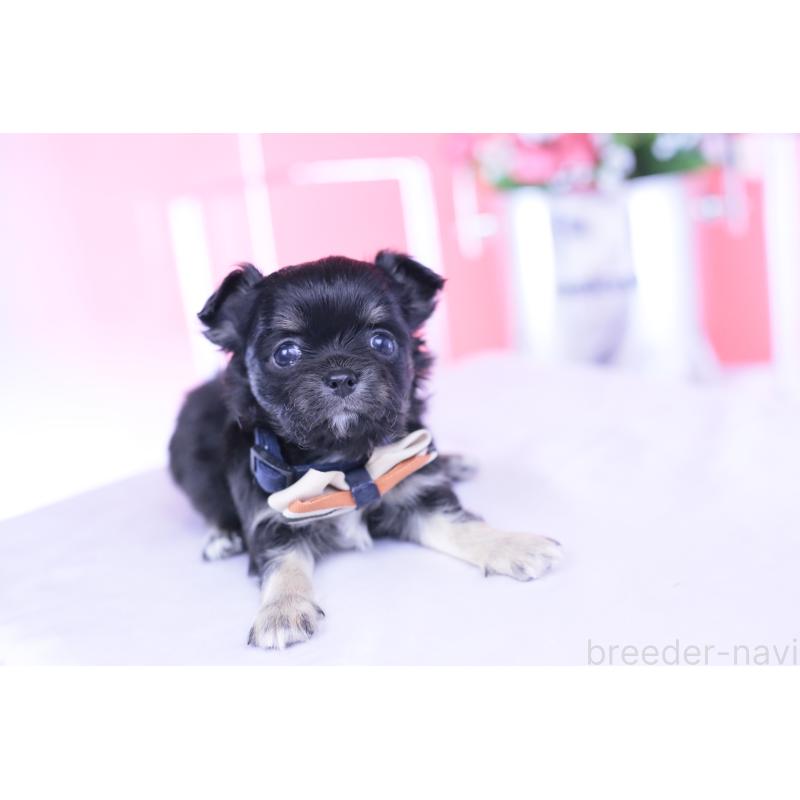 販売中の愛知県のチワワ(ロングコート)-433790の7枚目