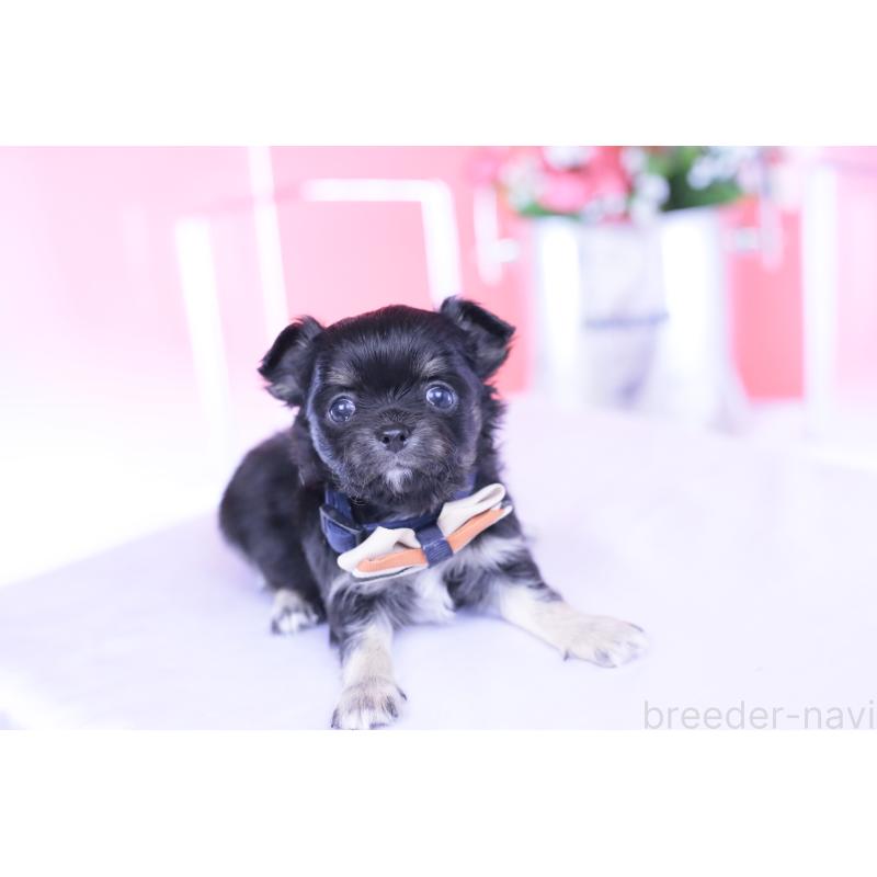 販売中の愛知県のチワワ(ロングコート)-433790の6枚目