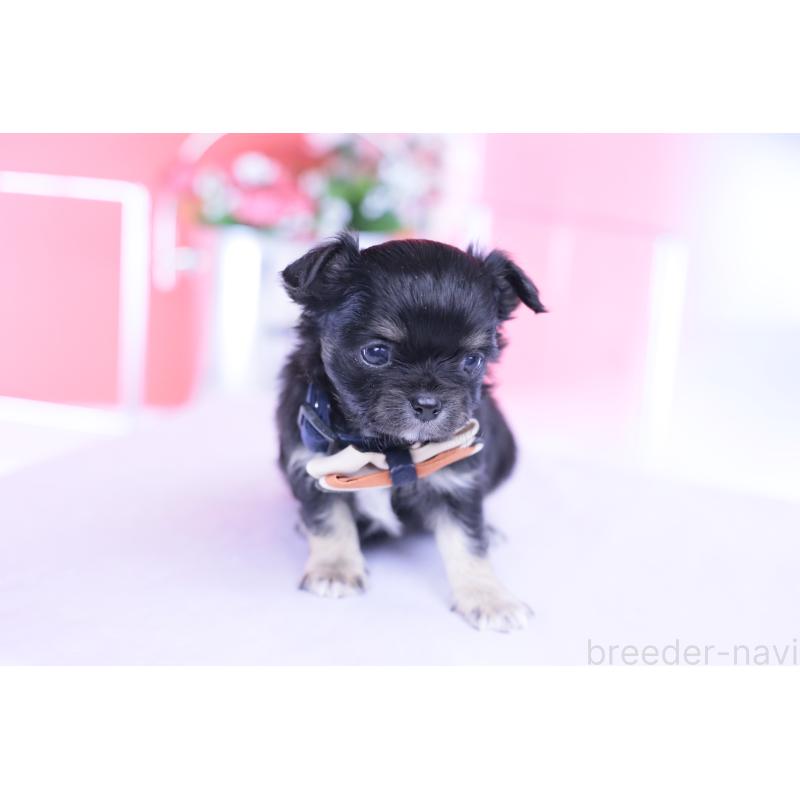 販売中の愛知県のチワワ(ロングコート)-433790の5枚目