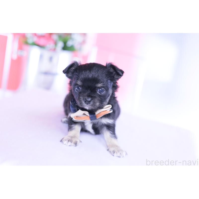 販売中の愛知県のチワワ(ロングコート)-433790の4枚目