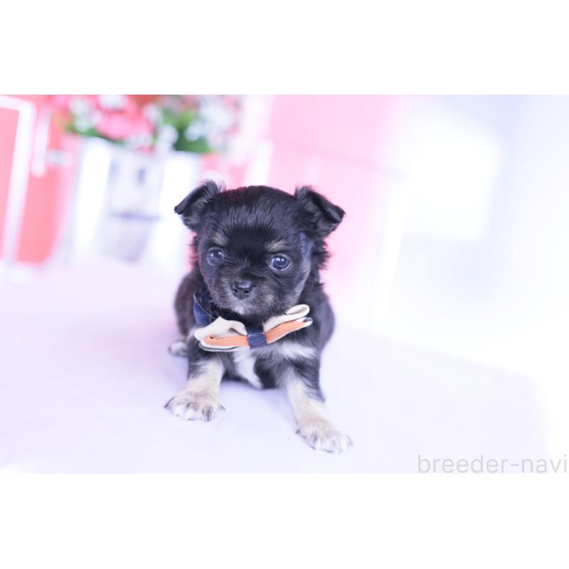 販売中の愛知県のチワワ(ロングコート)-433790の3枚目