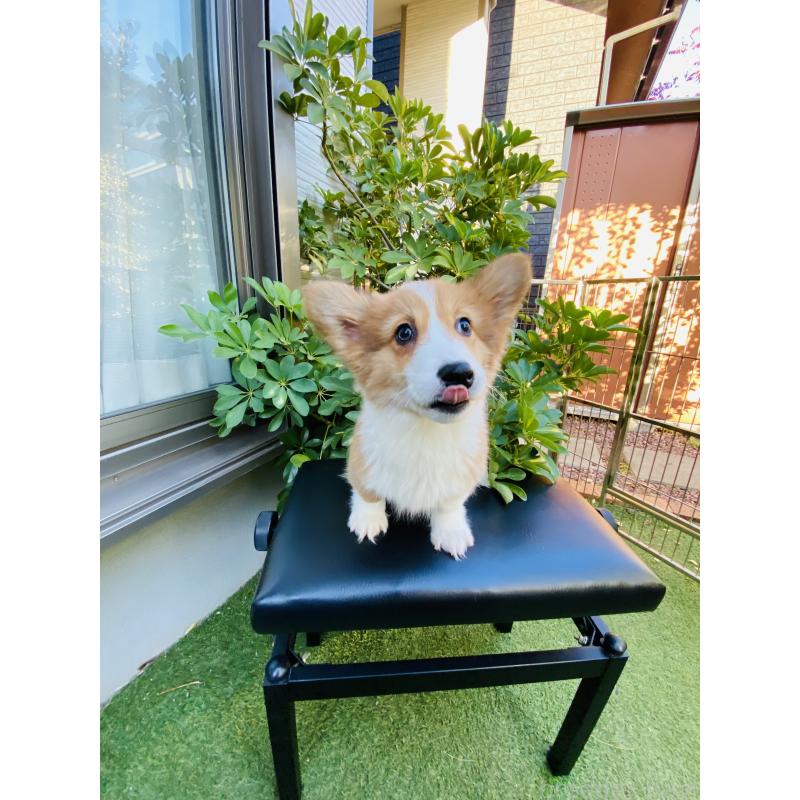 成約済の千葉県のウェルシュコーギーペンブローク-423485の4枚目