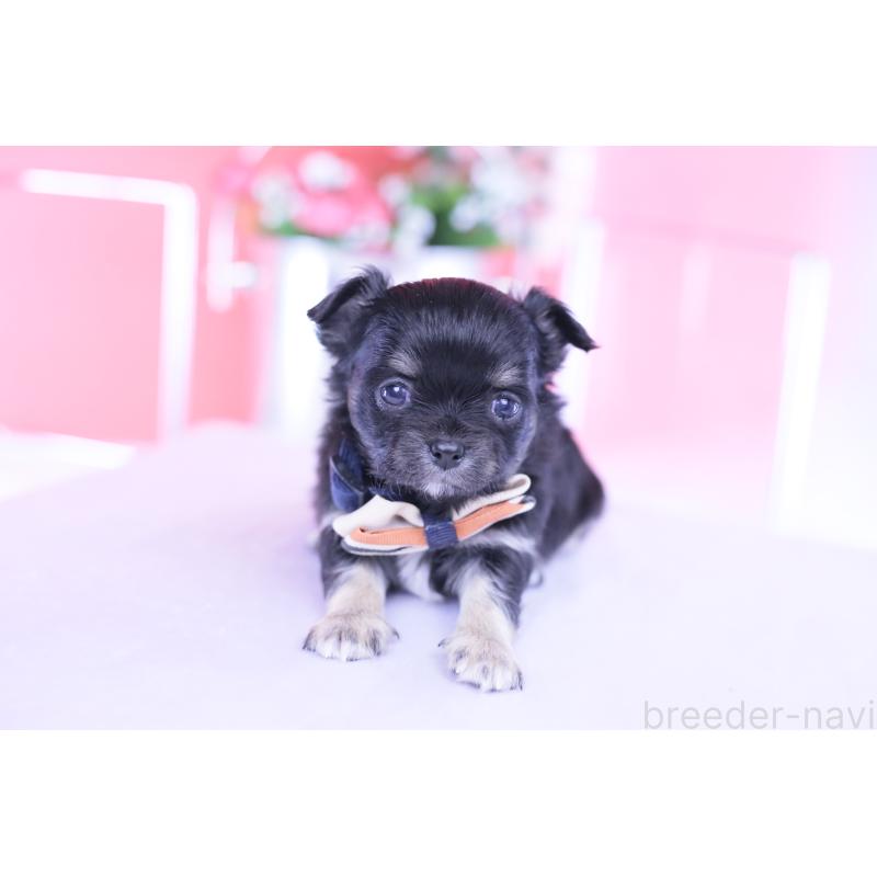 販売中の愛知県のチワワ(ロングコート)-433790の2枚目