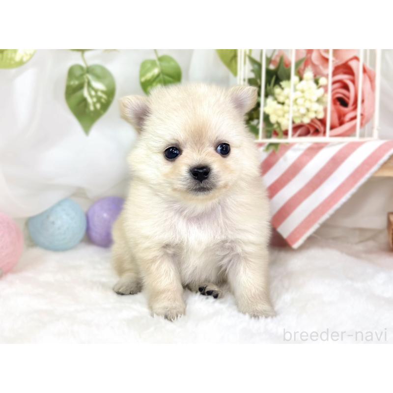販売中の滋賀県のポメチワ:ポメラニアン×チワワ-433788の4枚目
