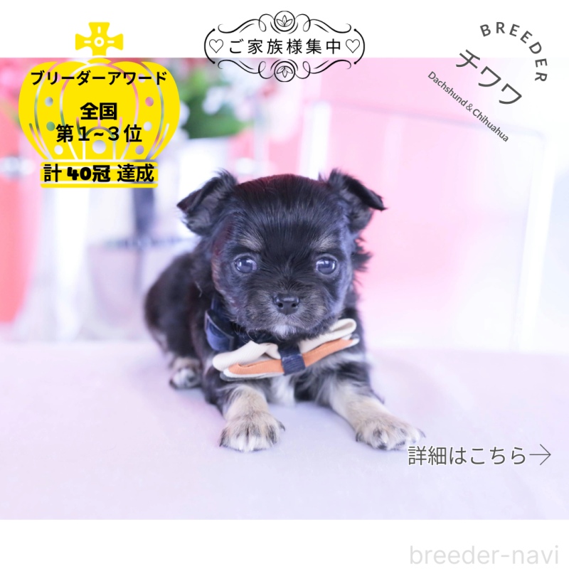 販売中の愛知県のチワワ(ロングコート)-433790