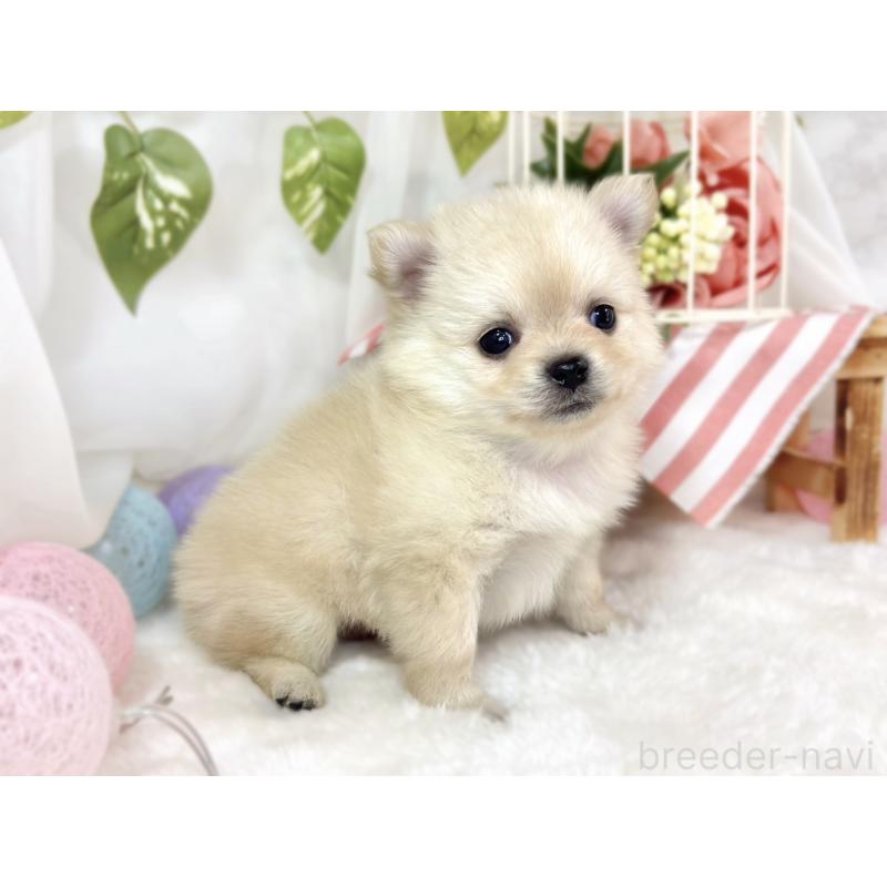 販売中の滋賀県のポメチワ:ポメラニアン×チワワ-433788の3枚目
