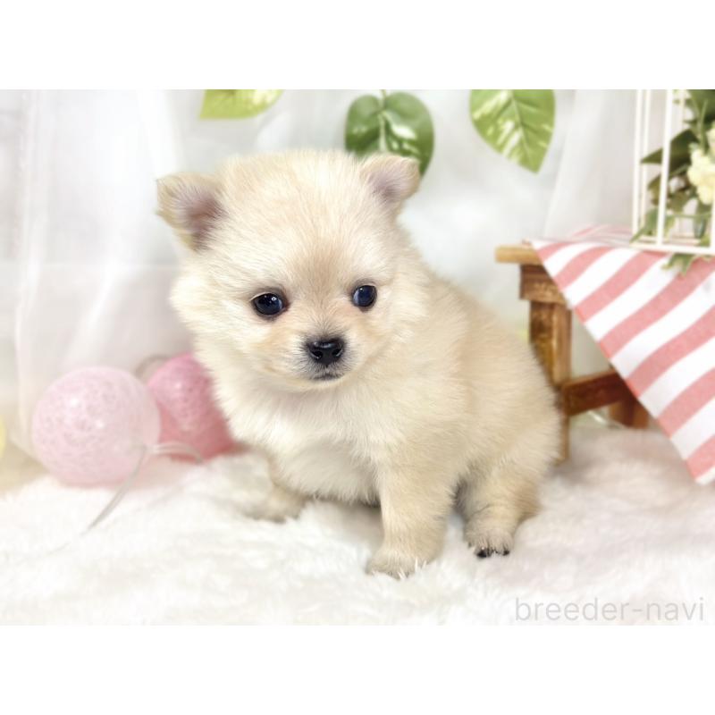 販売中の滋賀県のポメチワ:ポメラニアン×チワワ-433788の2枚目