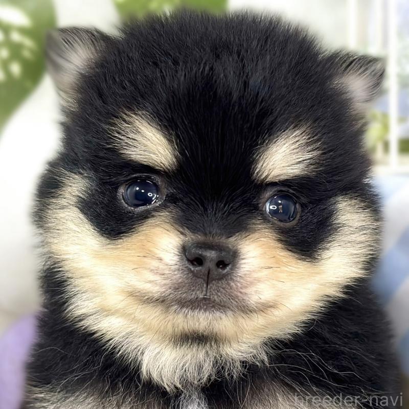 販売中の滋賀県のポメチワ:ポメラニアン×チワワ-433789