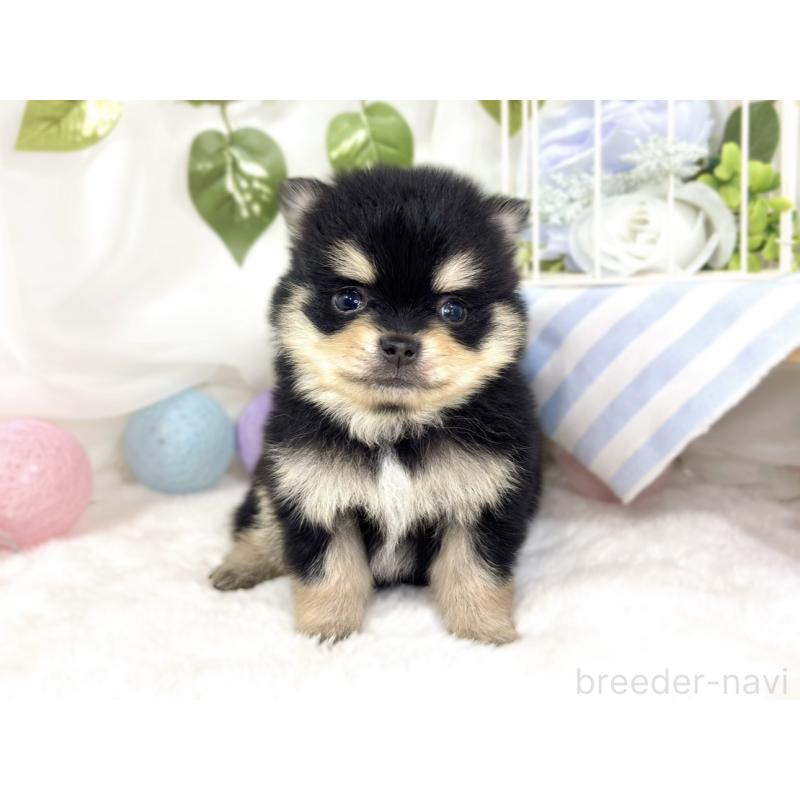 販売中の滋賀県のポメチワ:ポメラニアン×チワワ-433789の4枚目