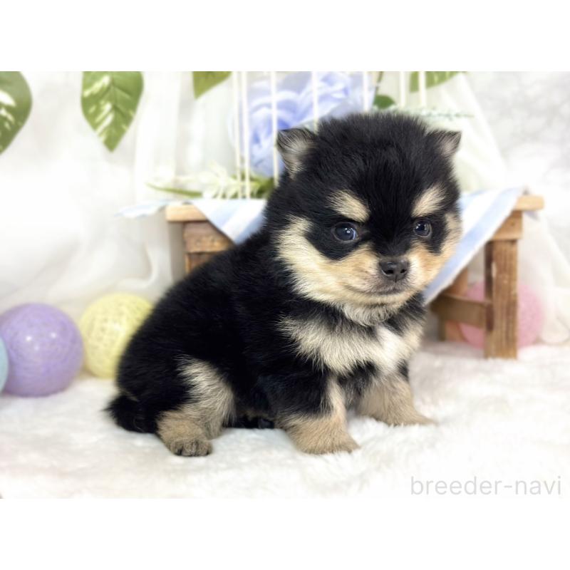 販売中の滋賀県のポメチワ:ポメラニアン×チワワ-433789の3枚目