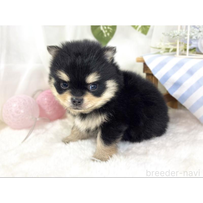 販売中の滋賀県のポメチワ:ポメラニアン×チワワ-433789の2枚目