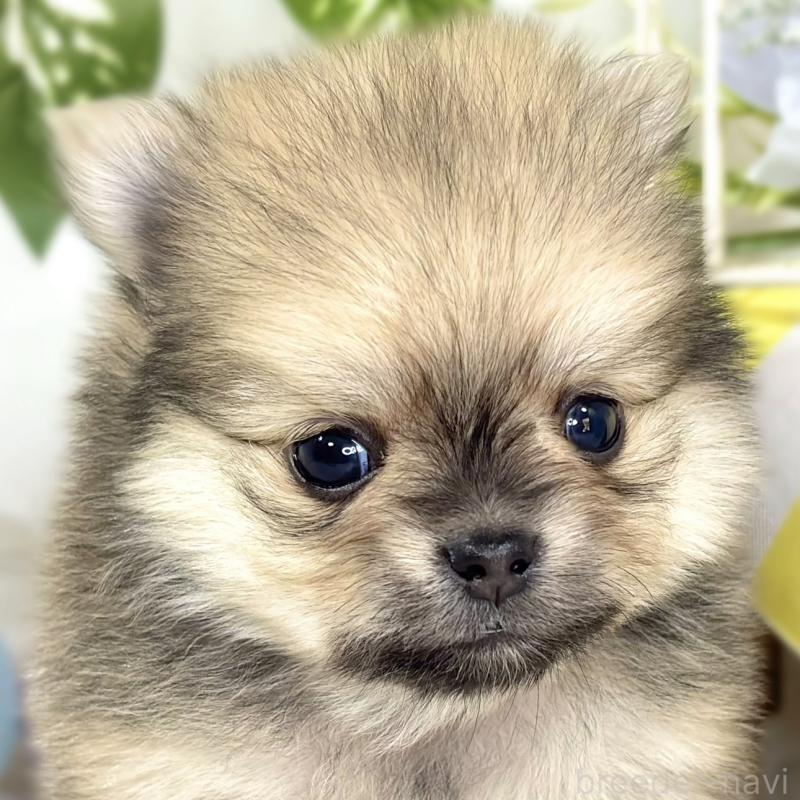 販売中の滋賀県のポメチワ:ポメラニアン×チワワ-433791の1枚目