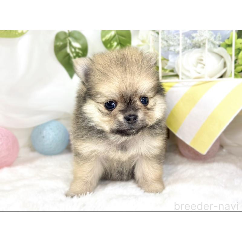 販売中の滋賀県のポメチワ:ポメラニアン×チワワ-433791の4枚目