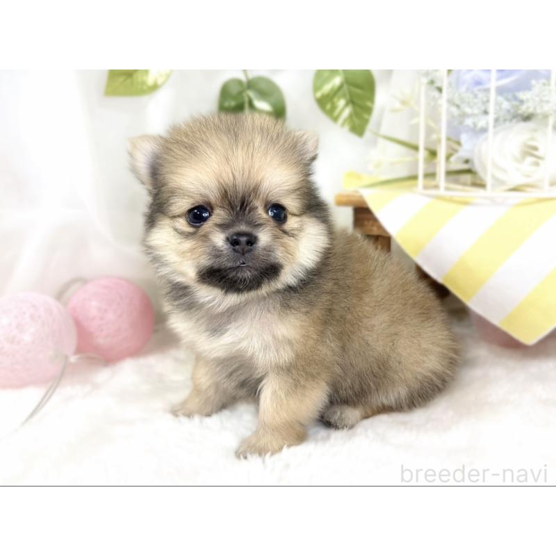 販売中の滋賀県のポメチワ:ポメラニアン×チワワ-433791の3枚目