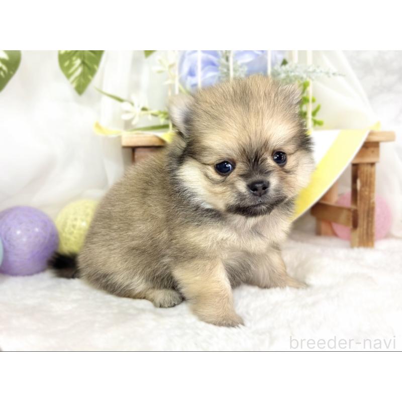 販売中の滋賀県のポメチワ:ポメラニアン×チワワ-433791の2枚目