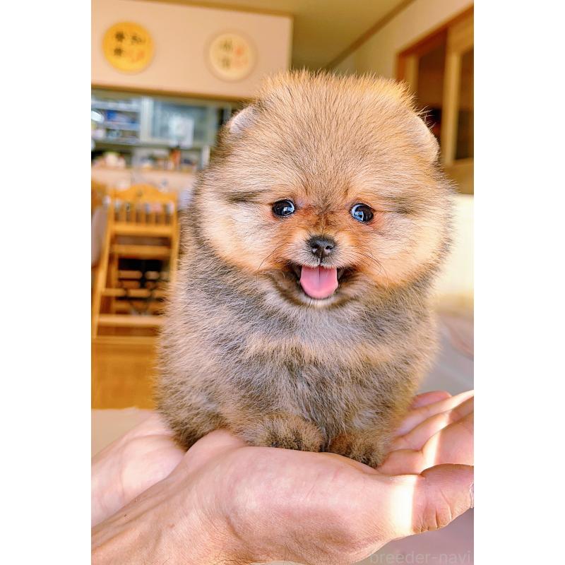 成約済の岐阜県のポメラニアン-428724の16枚目