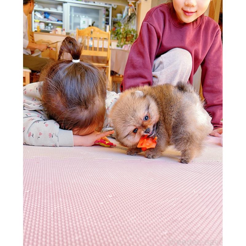 成約済の岐阜県のポメラニアン-428724の14枚目