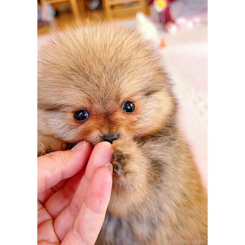 成約済の岐阜県のポメラニアン-428724の13枚目