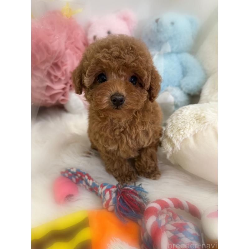 販売中の香川県のタイニープードル-433795の6枚目