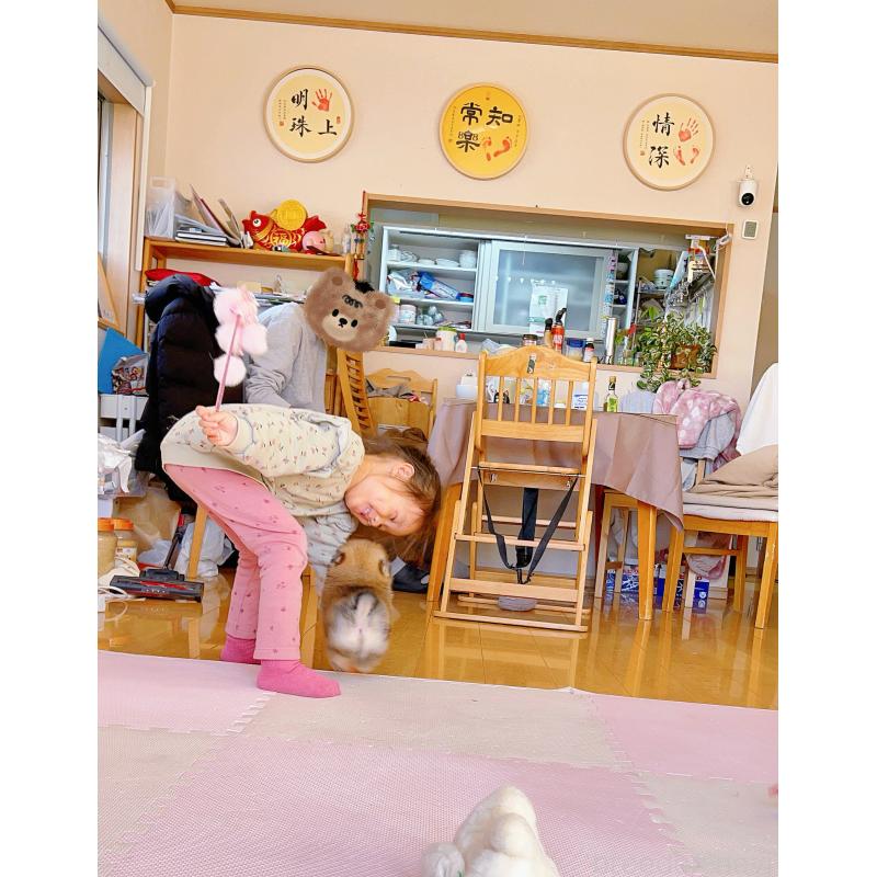 成約済の岐阜県のポメラニアン-428724の12枚目