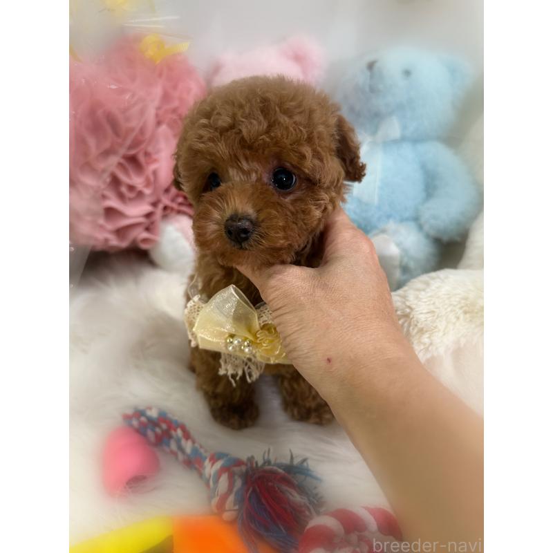 販売中の香川県のタイニープードル-433795の5枚目