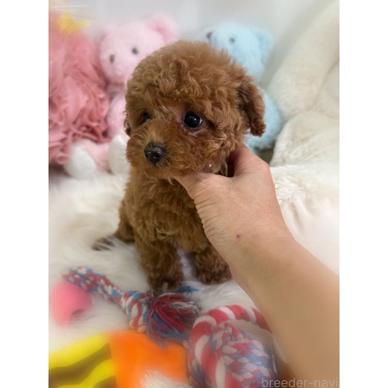 販売中の香川県のタイニープードル-433795の4枚目