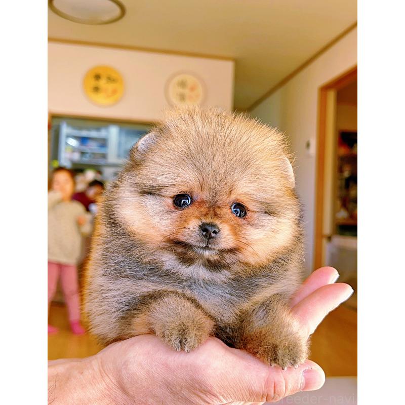 成約済の岐阜県のポメラニアン-428724の11枚目